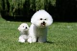 BICHON FRISE 554